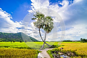 Beautiful landscape of twins palm tree from Tay Ninh province of Vietnam country and rice field with a beautiful mountain