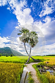 Beautiful landscape of twins palm tree from Tay Ninh province of Vietnam country and rice field with a beautiful mountain