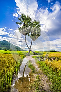 Beautiful landscape of twins palm tree from Tay Ninh province of Vietnam country and rice field with a beautiful mountain