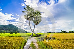 Beautiful landscape of twins palm tree from Tay Ninh province of Vietnam country and rice field with a beautiful mountain