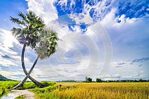 Beautiful landscape of twins palm tree from Tay Ninh province of Vietnam country and rice field with a beautiful mountain