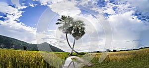 Beautiful landscape of twins palm tree from Tay Ninh province of Vietnam country and rice field with a beautiful mountain