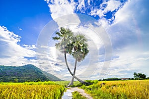 Beautiful landscape of twins palm tree from Tay Ninh province of Vietnam country and rice field with a beautiful mountain