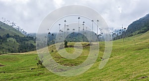 Beautiful landscape of the Valle del Cocora in Salento, Quindio, Colombia.