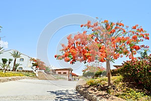 Landscape, vegetation, Delonix royal tree with red blooming flowers, palm tree with green leaves in a tropical resort against a bl photo