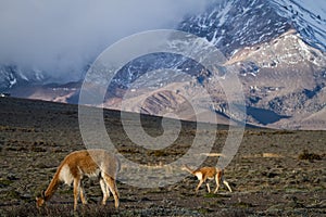 Beautiful landscape of vicugnas in Chimborazo photo