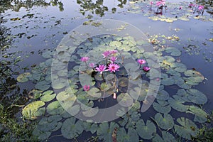 Beautiful Landscape view of blooming red pink lilies or lotus Flowers in the pond water