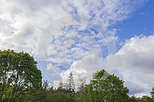 Beautiful landscape view of blue sky with white clouds over tops of forest trees.