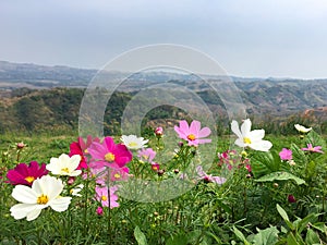 Beautiful landscape view the colour of cosmos flower field with mountain background