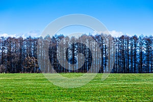 Green grass filed with line of tall pine trees against deep blue