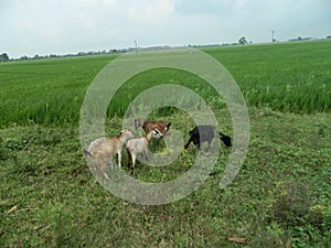 Beautiful Landscape View with Green Paddy Fields.