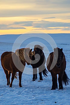 Iconic Icelandic horses in snow, winter time, Iceland