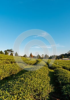 Beautiful landscape view of large tea farm on the hill with fresh leaves after harvesting in the morning, Choui Fong plantation at