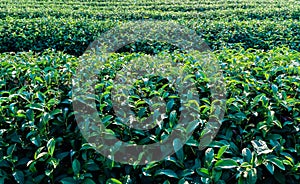 Beautiful landscape view of large tea farm on the hill with fresh leaves after harvesting in the morning, Choui Fong plantation at