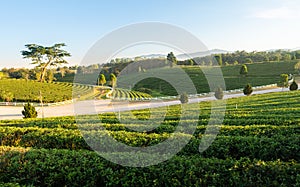 Beautiful landscape view of large tea farm on the hill with fresh leaves after harvesting in the morning, Choui Fong plantation at