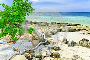 Beautiful landscape view with little tree on partly rocky Cuban untouched beach against tranquil turquoise ocean and blue sky back