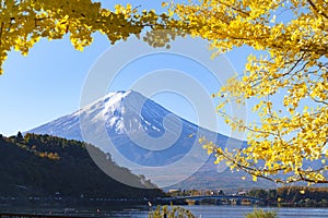 Beautiful Landscape view Mt.fuji with Ginkgo tree on December