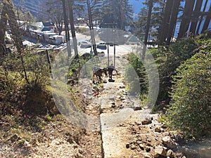 beautiful landscape view of Patnitop on a sunny morning