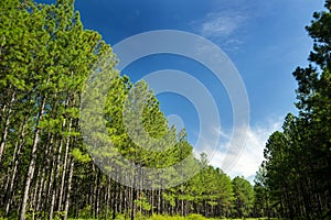 Pine Tree Forest And Blue Skies photo