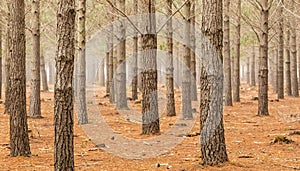 Beautiful landscape view of pine tree trunks in Tokai forest, Cape Town, South Africa