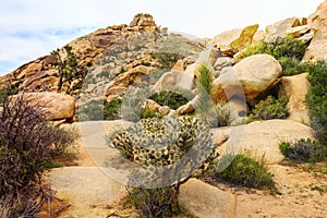 Beautiful landscape view of boulders, trees, cactuses from the hiking trail in Joshua Tree National Park, California, USA.