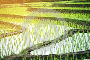 Beautiful landscape view of Rice fields