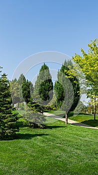 Beautiful landscape view with shaped trimmed trees and firs, green grass lawn in city park `Krasnodar`