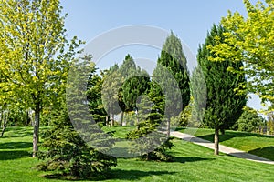 Beautiful landscape view with shaped trimmed trees and firs, green grass lawn in city park `Krasnodar`