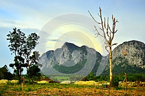 Beautiful  landscape view of sundown , mountain , tree and field in Thailand