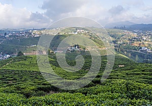 Beautiful landscape view of tea plantations fields located in Nuwara Eliya town