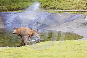 Beautiful landscape view of two brown tapirs in water. photo