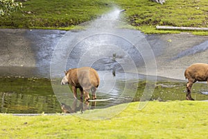 Beautiful landscape view of two brown tapirs in water. Wild animals concept. photo