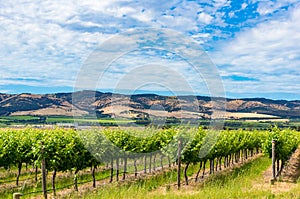 Beautiful landscape of vineyard and picturesque sky