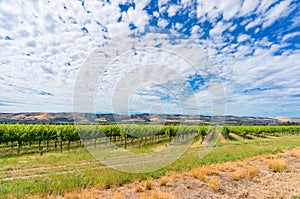 Beautiful landscape of vineyard and picturesque sky