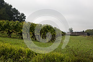 Beautiful landscape vineyards in Saint Emilion village near Bordeaux France