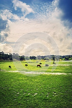 Beautiful Landscape of western ghats