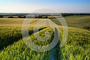 Beautiful landscape wheat field in bright Summer sunlight evening