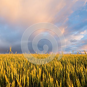 Beautiful landscape. Wheat field and rain cloud at sunset