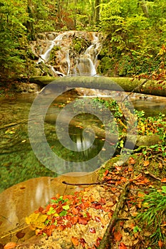 Beautiful landscape whit forest and waterfall. Summer forest photography