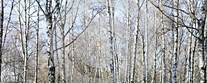 Beautiful landscape with white birches