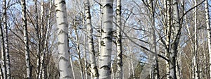 Beautiful landscape with white birches