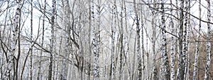 Beautiful landscape with white birches