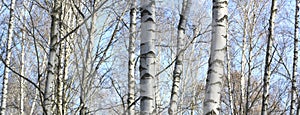 Beautiful landscape with white birches