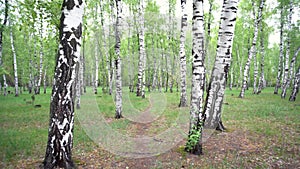 Beautiful landscape with white birches. Birch grove. Beautiful panorama.