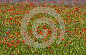 Beautiful landscape. Wildflowers, red poppies, cornflowers, white and yellow daisies