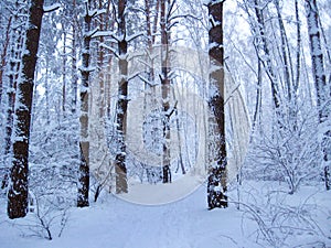 Beautiful landscape in winter forest. Snowy scenery in wood