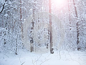 Beautiful landscape in winter forest. Snowy scenery in wood