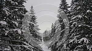 Beautiful landscape with winter snowy forest and sky