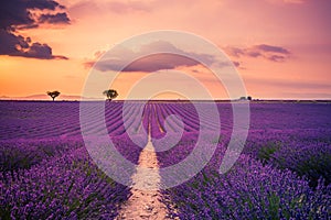 Beautiful landscape. Wonderful lavender field summer sunset landscape near Valensole. Provence, France