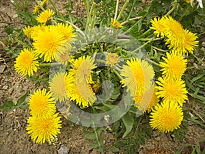 Beautiful landscape with a yellow dandelion in the background. Beautiful landscape. Beautiful green background. Spring blossom